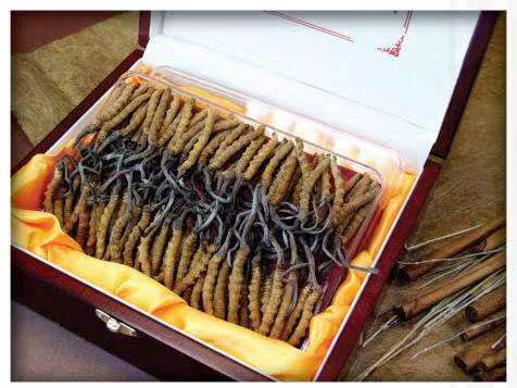 沅陵冬虫夏草回收